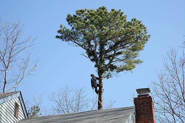 Best Tree Removal  in USA